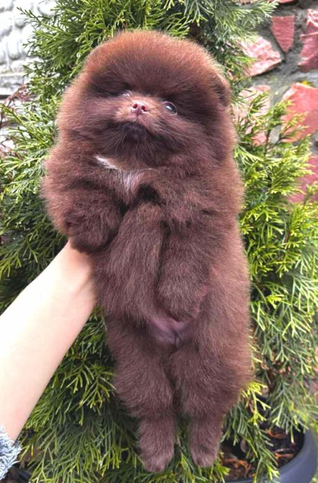 EXCLUSIVE! Померанська шоколадна дівчишка в типі МІШКА