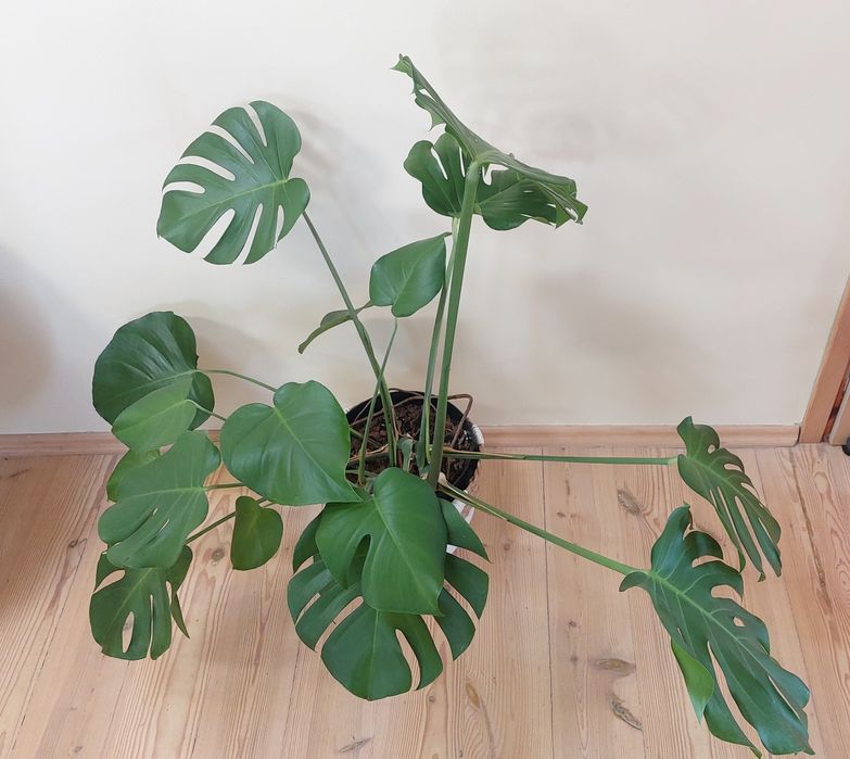 Monstera deliciosa