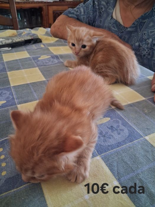Gatinhos com 1 mês