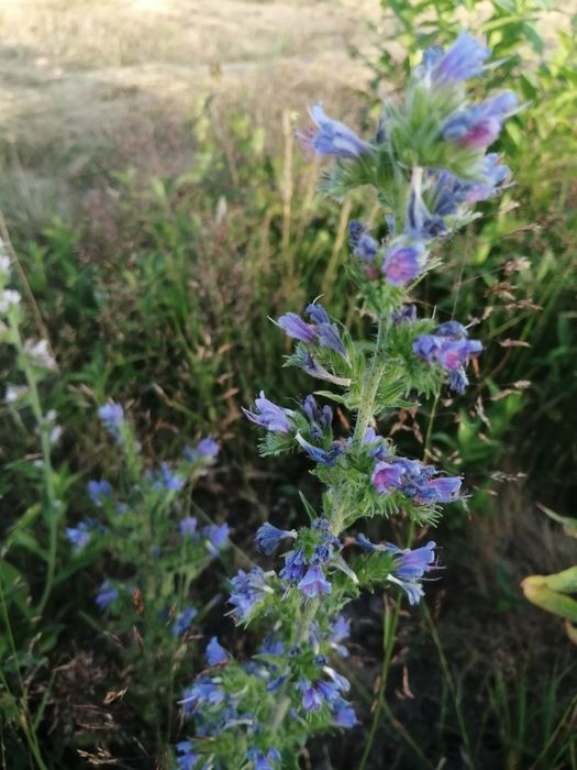 Żmijowiec zwyczajny