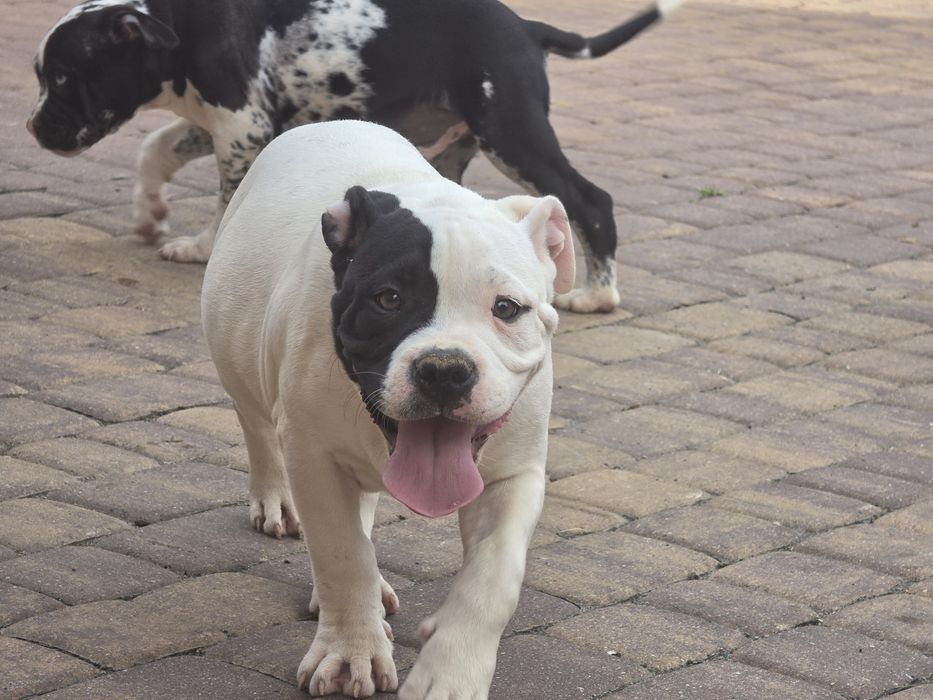 Piesek american bully  z metryką