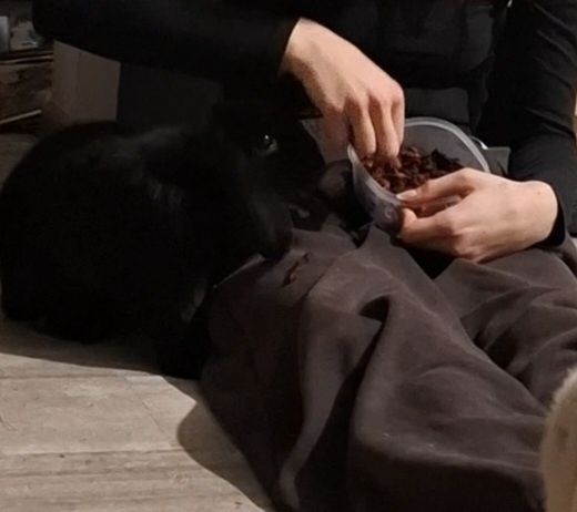 Króliczek szuka domu