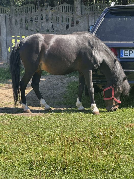kuc ogier 115 cm