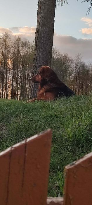 Oddam pieska w dobre ręce