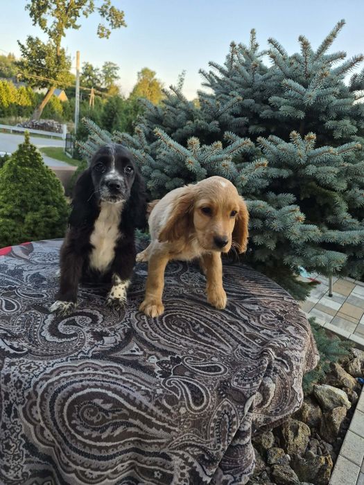 Suczka Cocker spaniel sprzedam