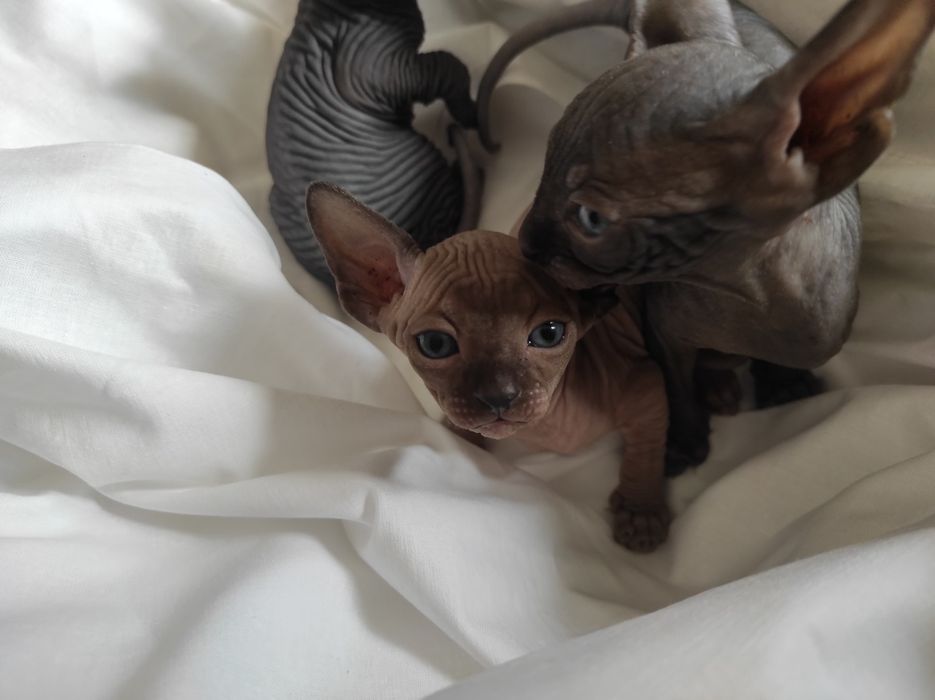 Черные Канадские принцы