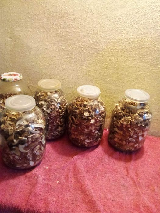 Продам сушені гриби