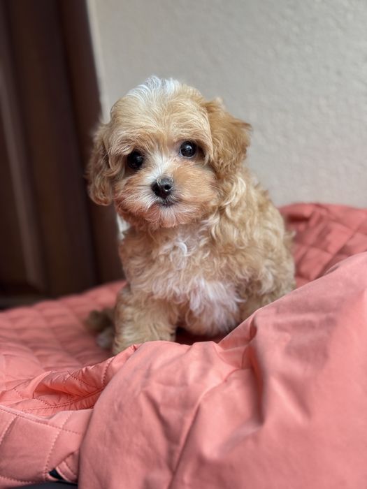 Мальтипу харьков мини мальчик с кукольной мордочкой