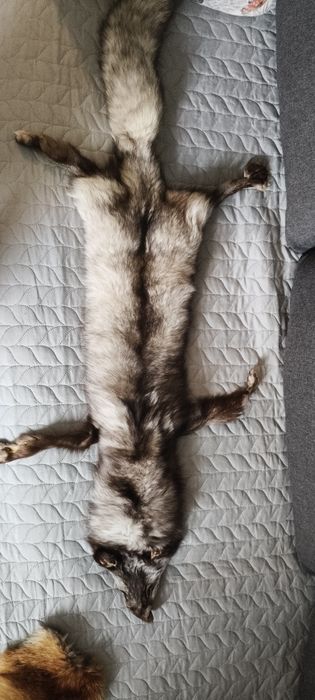 Sprzedam skóry lisów