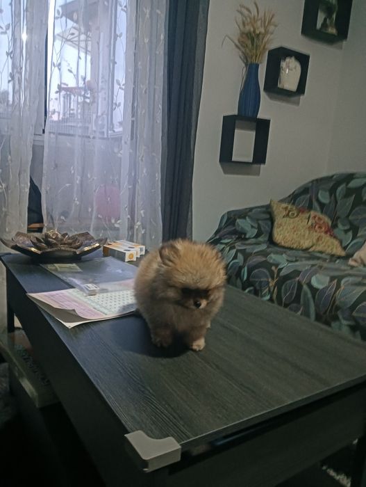 Spitz macho anão