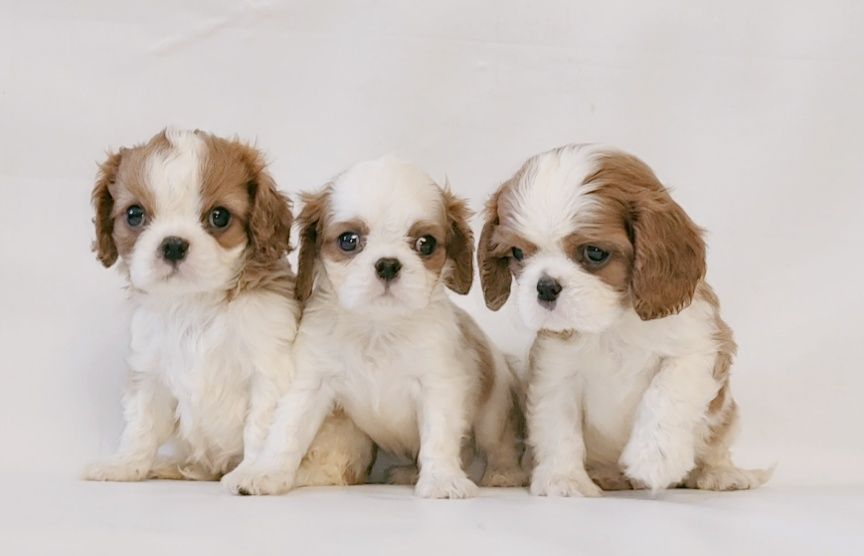 Кавалер Кинг Чарльз спаниель.