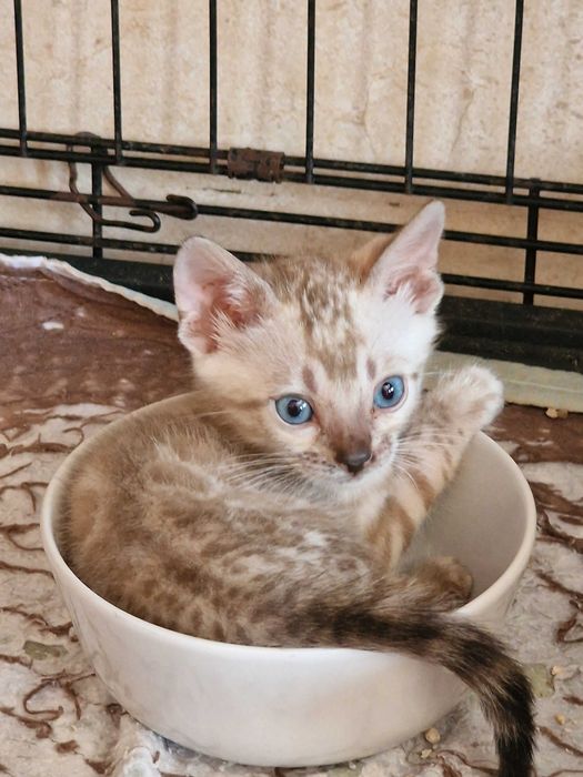 Snow Gatinho de bengala (macho)