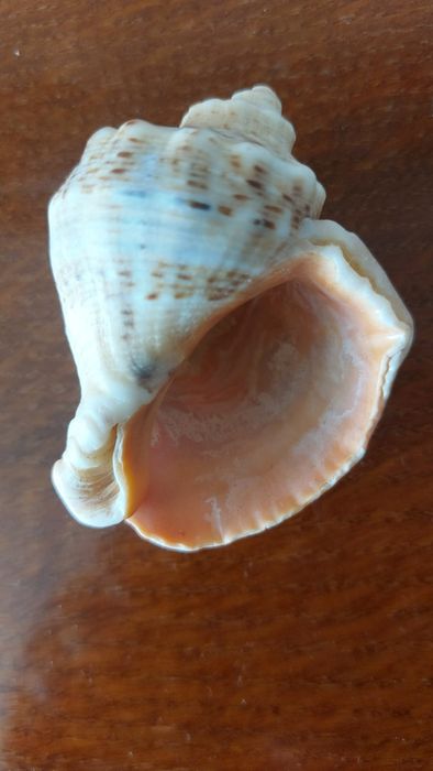 Акваріумні аксесуари камінь, ракушки  з Севастополя !