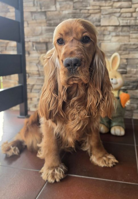 Piesek Cockapoo  Red Brown/hybryda