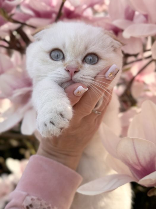 Хлопчик золота шиншилла пойнт