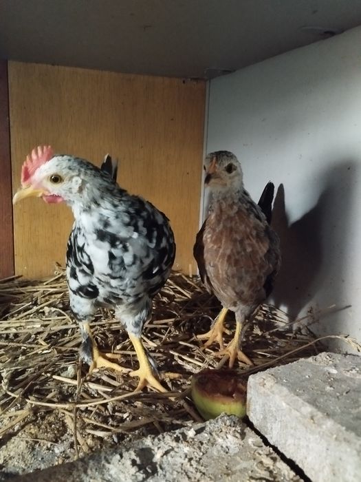 Liliputy  para kurczęta