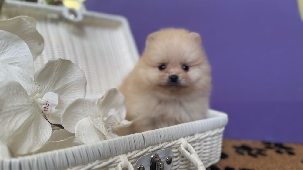 Міні хлопчик шпиць