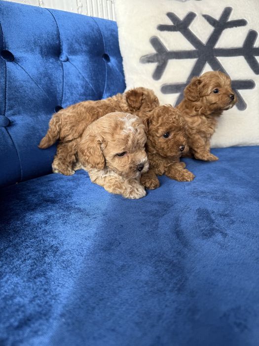 Крамельні бебі фейс мальтіпу