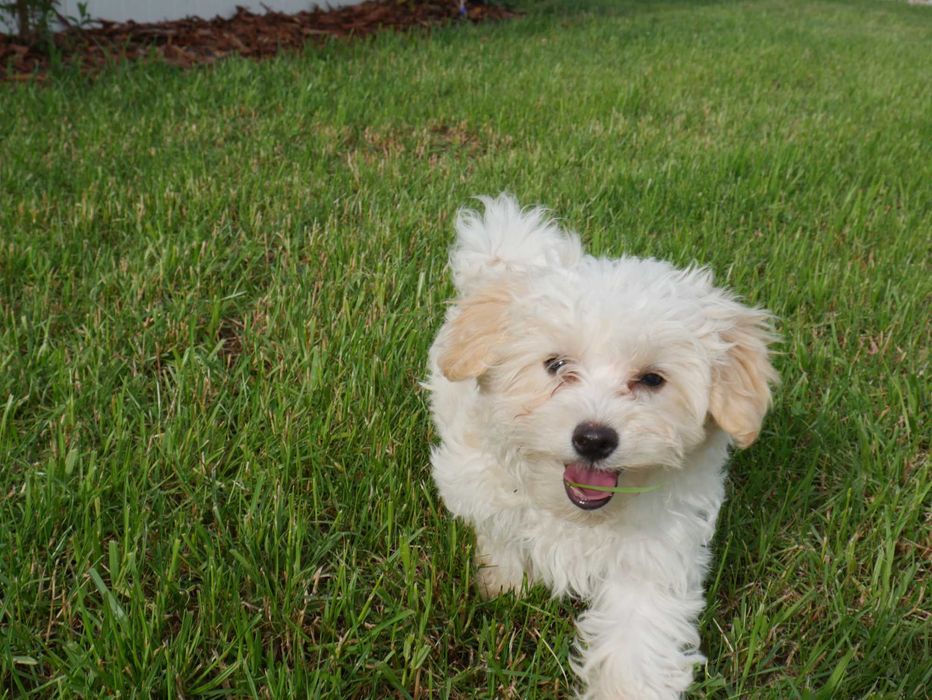 Maltipoo  -do odbioru