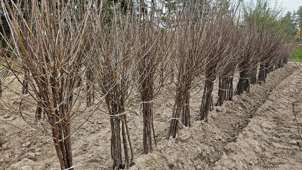 Drzewka owocowe wiśnie dwuletnie