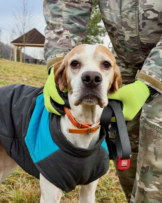 Аля, пойнтер, шукає дім