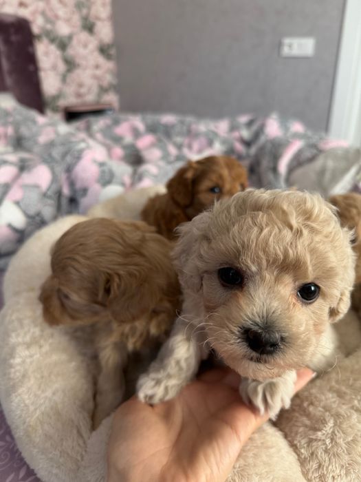 Собака мальтіпу, цуценята