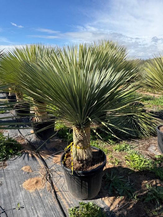 Yucca Rostrata juka roślina egzotyczna Palma Trachycarpus