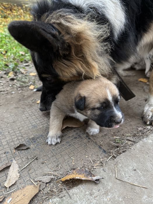 Цуценя в добрі руки, щенки
