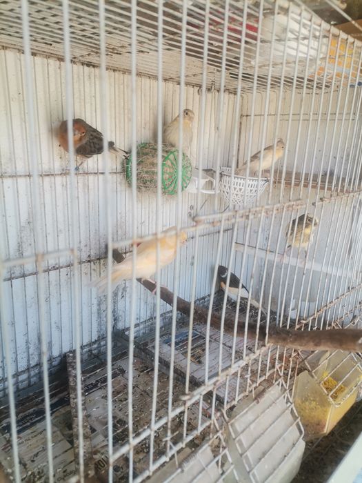 Vendo Canários 2023 /2024 e novos 2025