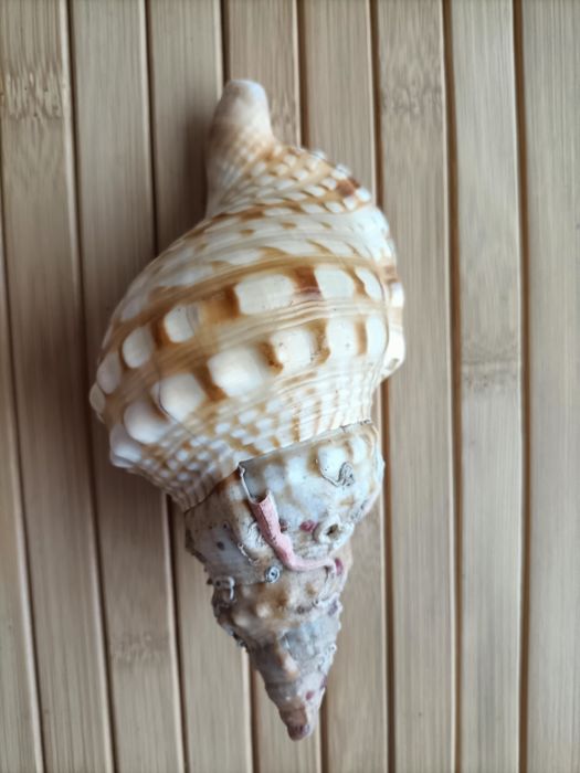 Búzio do mar decoração