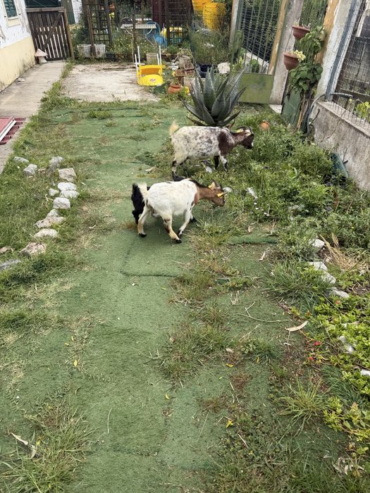 Cabras micro anas adultas