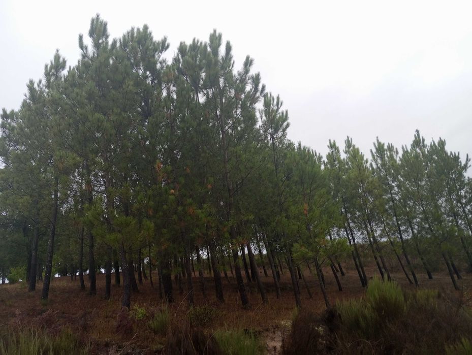 Pinhal novo e pequeno olival - Paranhos da Beira