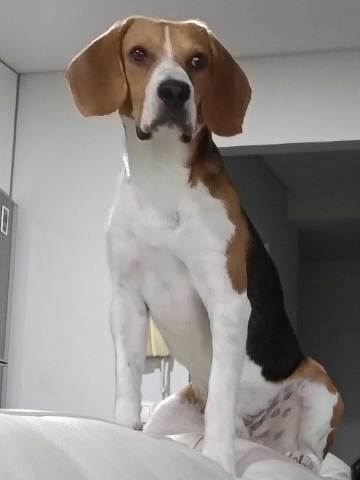 Beagle macho procura namorada