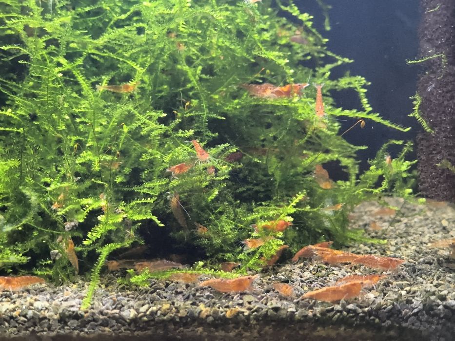 Krewetki Red Cherry - 1,70 zł