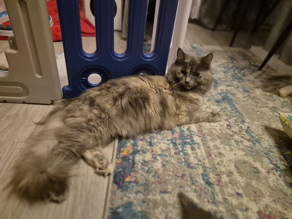 Maine coon 2 ostatnie kocurki