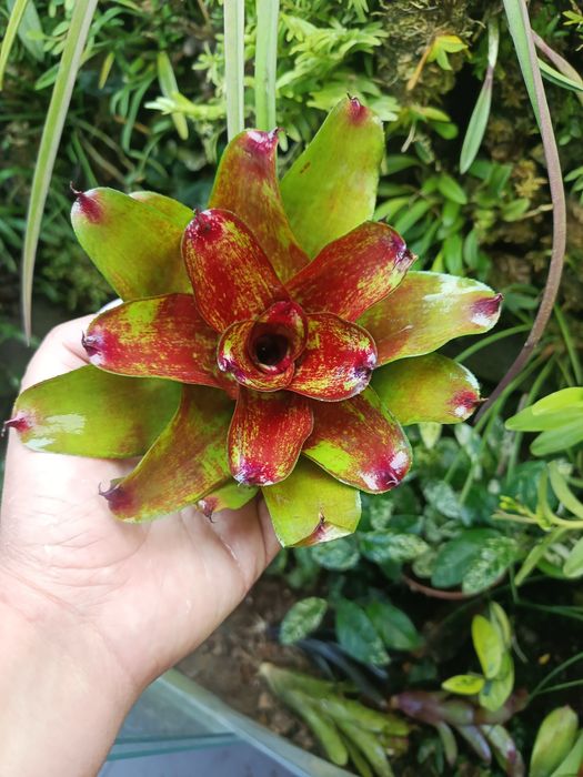 Неорегелія мініатюрна Neoregelia sp