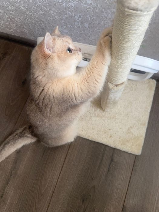 Котик британець короткошерстий