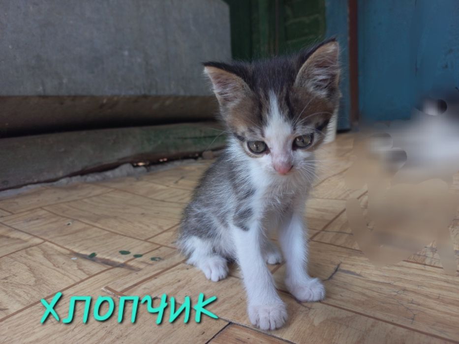 Котята. Кошенята