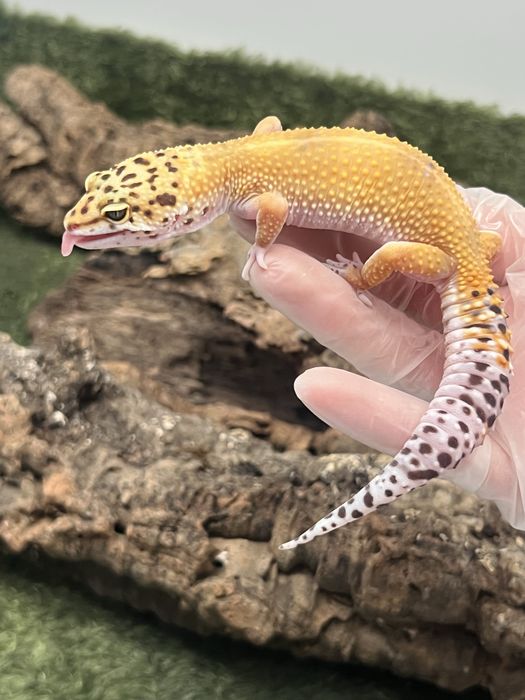 Gekon lamparci tangerine samica możliwe terrarium