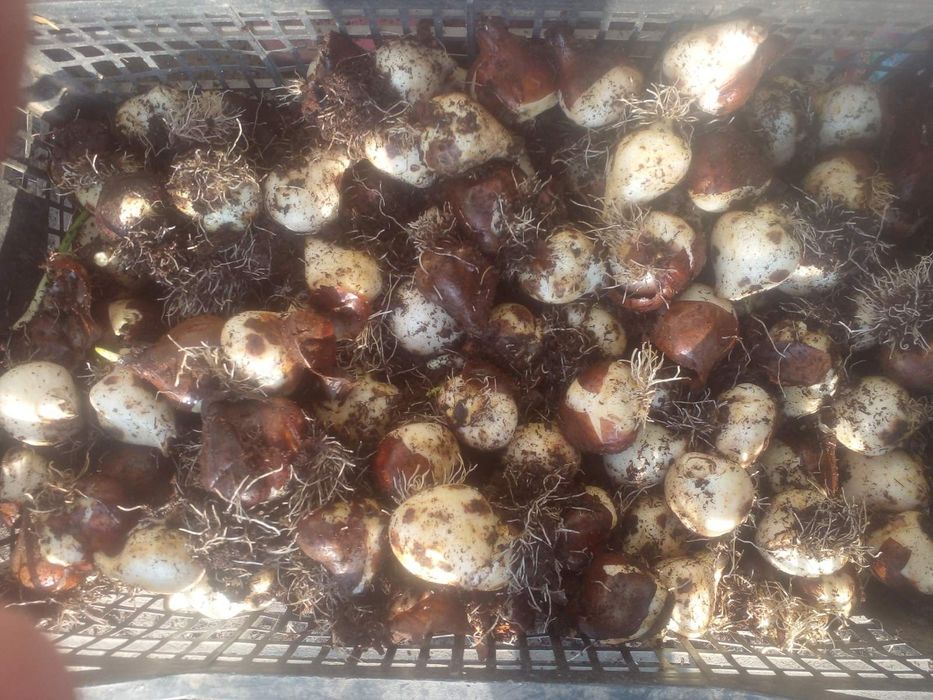 Продам луковицу Голандского тюльпана міх., после выгонки.