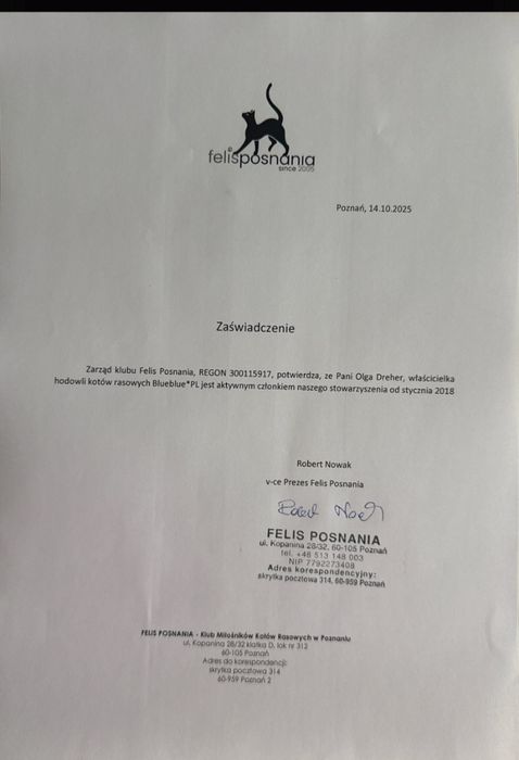 Kot brytyjski kotek Rezerwacja