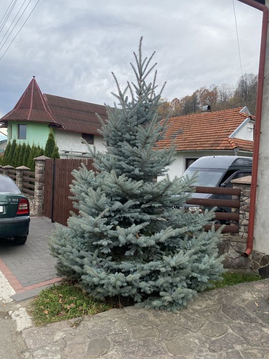 Жива голуба ялинка