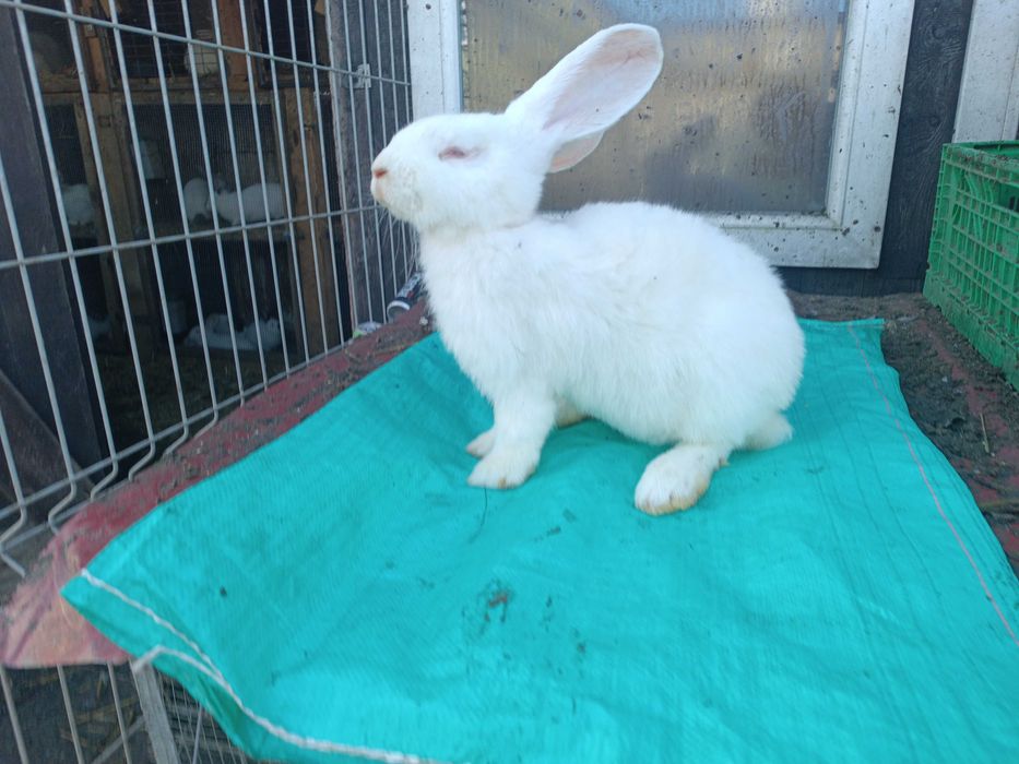 Belgijski Olbrzym Biały