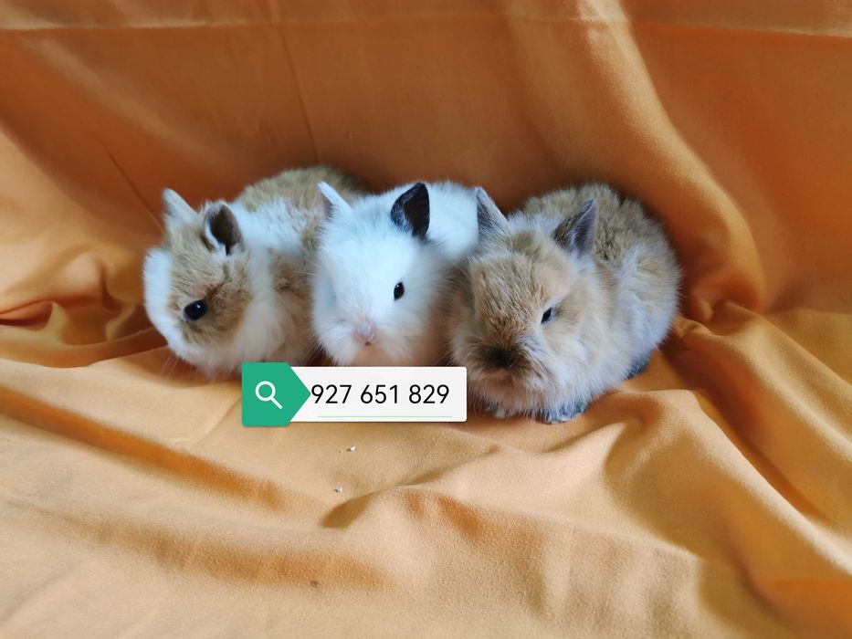 Coelhos anões mini hôlandes, toy, teddy +KIT Completo