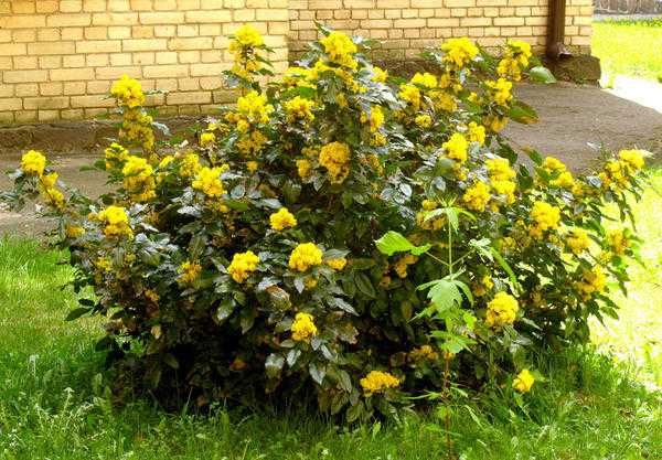 Декоративні кущі , спіреї, дерен, форзиція і інші