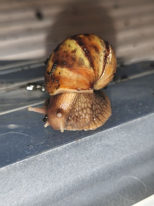 Ślimaki Afrykańskie