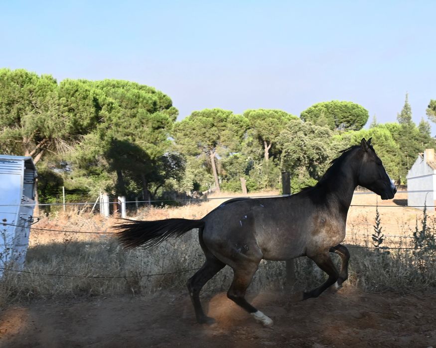 Poldro lusitano