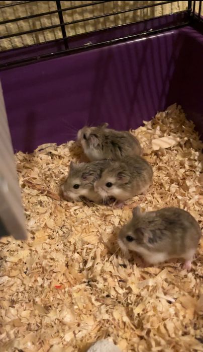 Chomik, chomiczek, chomiczek Roborowskiego