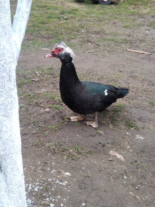 Продається великий качур.