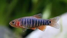 Danio erythromicron od Tapajos_pl W-wa dużo innych ryb i roślin